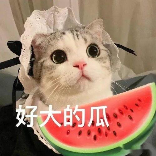 吃瓜卖萌宠物小说免费阅读,吃瓜卖萌，宠你成瘾  第3张